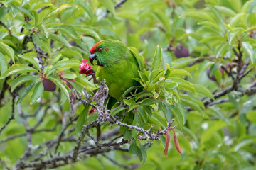 Norfolk Island Endemic Green Parrot