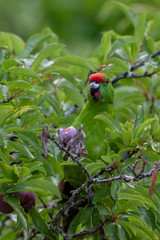 Norfolk Island Endemic Green Parrot