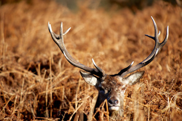 The King's Deer, red deer stags or bucks of Richmond Park, London, UK, as one of the main mammal...