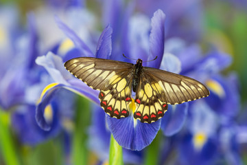 Butterfly Eurytides corethus in the Papilionidae family