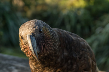 Kaka New Zealand Endemic Parrot