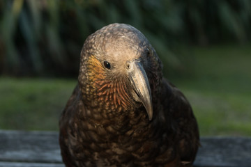 Kaka New Zealand Endemic Parrot