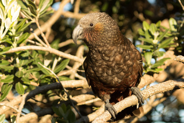 Kaka New Zealand Endemic Parrot