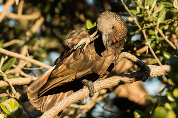 Kaka New Zealand Endemic Parrot
