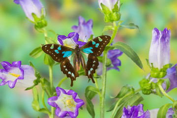 Butterfly Graphium Stresemanni