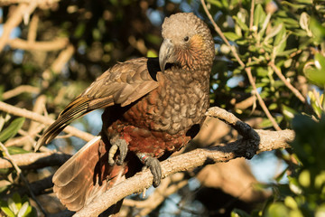 Kaka New Zealand Endemic Parrot