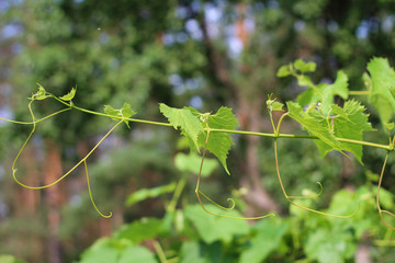 young branches of grapes stretch up