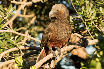 Kaka New Zealand Endemic Parrot