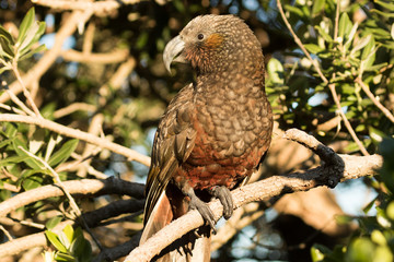 Kaka New Zealand Endemic Parrot