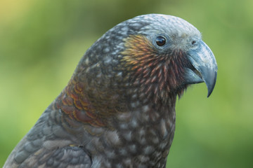 Kaka New Zealand Endemic Parrot