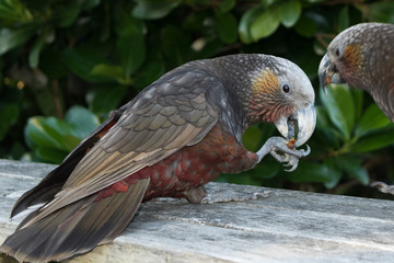 Kaka New Zealand Endemic Parrot