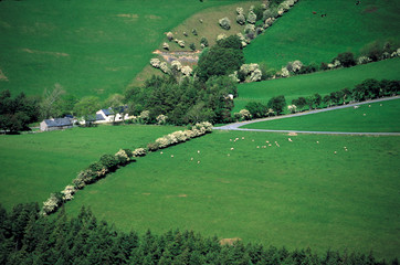 Wales, Gwynedd County, Dovey Valley. Sheep & farm buildings decorate the landscape in the Dovey...
