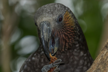 Kaka New Zealand Endemic Parrot