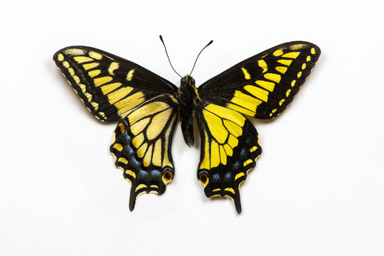 Anise Swallowtail Butterfly, Papilio zelicaon zelicaon top and bottom wing comparison