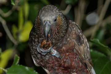 Kaka New Zealand Endemic Parrot