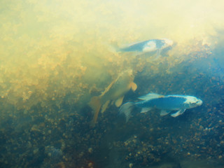Fototapeta premium Fish at park pond illustration background hd