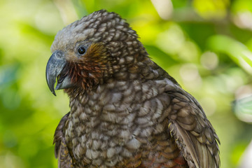 Kaka New Zealand Endemic Parrot