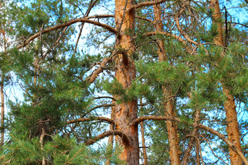 centrally located column of pine against the blue sky