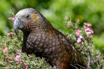 Kaka New Zealand Endemic Parrot