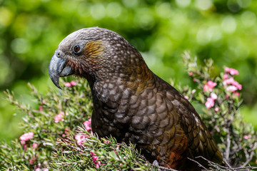 Kaka New Zealand Endemic Parrot