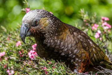 Kaka New Zealand Endemic Parrot