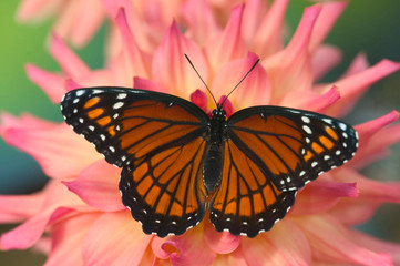 Viceroy Butterfly a mimic of the Monarch butterfly, Limenitis archippus