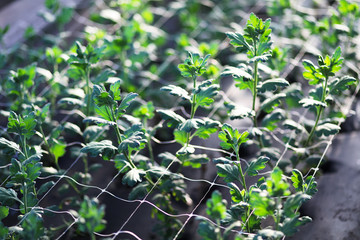 Autumn Growing chrysanthemum under spunbond (agrofibre) in a greenhouse. Green stems grow in covered ground.