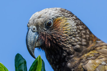 Kaka New Zealand Endemic Parrot