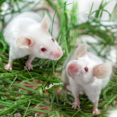 Mock up with two white albino laboratory mouse sitting in green dried grass, hay. Cute little rodent muzzles close up, pet animal and veterinary concept