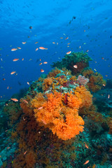 Fototapeta na wymiar Profuse and colorful soft corals (Dendronepthya sp.) and schooling Anthias fish (Pseudanthias spquamipinnis), Raja Ampat region of Papua (formerly Irian Jaya) 