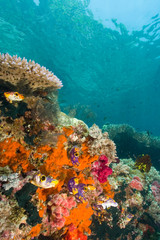 Naklejka na ściany i meble Soft corals, sponges, and Tunicates, Raja Ampat region of Papua (formerly Irian Jaya) 