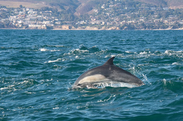 Fototapeta premium Short-Beaked Common Dolphin Off Dana Point