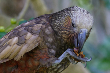 Obraz premium Kaka New Zealand Endemic Parrot
