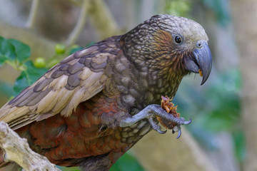 Kaka New Zealand Endemic Parrot