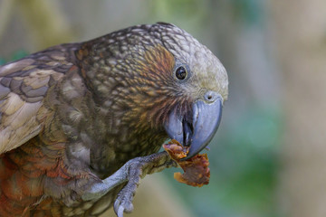 Kaka New Zealand Endemic Parrot
