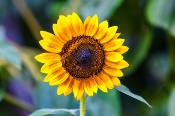 Obraz premium Sunflower