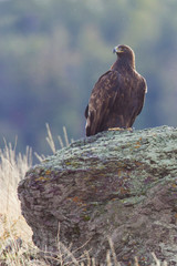 Golden Eagle