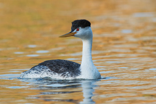 Clark's Grebe