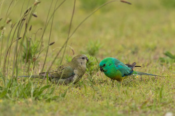Red Rumped Parrot in Australia