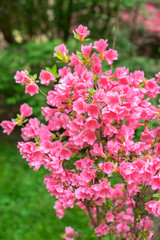 Coral Bells Azalea, USA