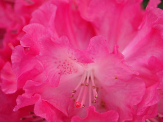 Rhododendron bloom close-up - obrazy, fototapety, plakaty