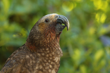 Kaka New Zealand Endemic Parrot
