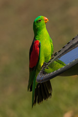 Red Winged Parrot in Australia