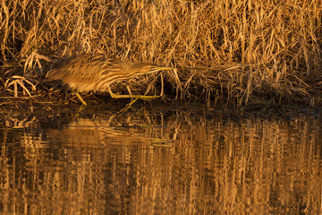 Camouflaged American bittern.