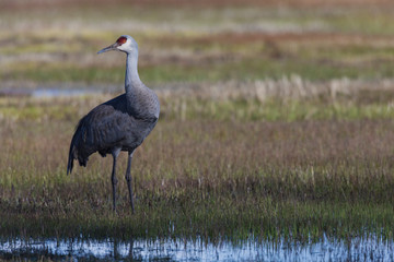 Sandhill crane standing guard