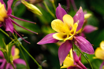 Close-up of purple and yellow columbine flower.
