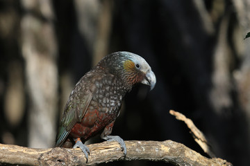 Obraz premium Kaka New Zealand Endemic Parrot