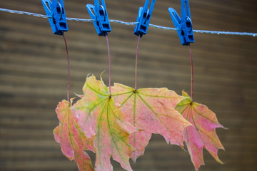 Autumn maple leaves hanging on clothespins on clothesline