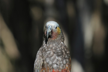 Kaka New Zealand Endemic Parrot