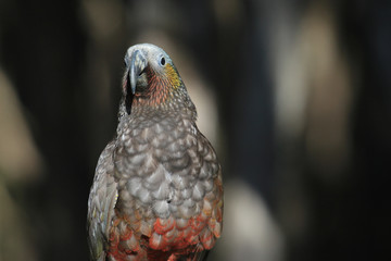Kaka New Zealand Endemic Parrot